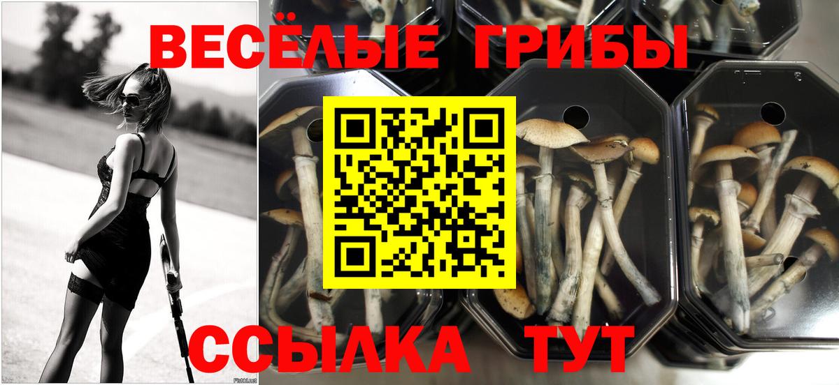 Усть-Джегута  Галлюциногенные грибы мухоморы  Псилоцибиновые грибы прущие грибы  Вход с VPN 